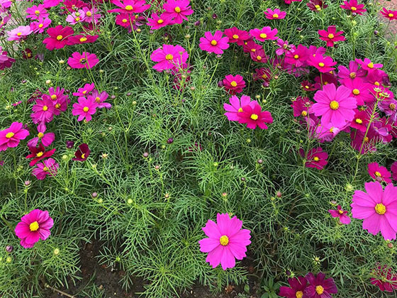 枣庄批发永生花-植物租赁